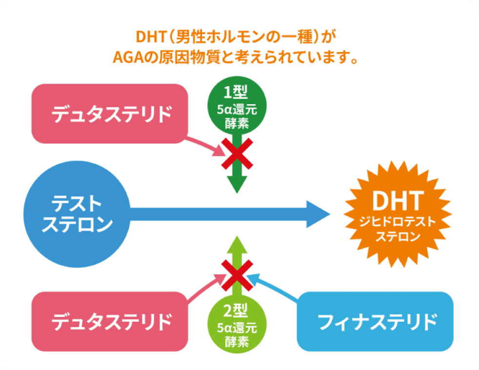 「5a-還元酵素」をブロックするための内服薬