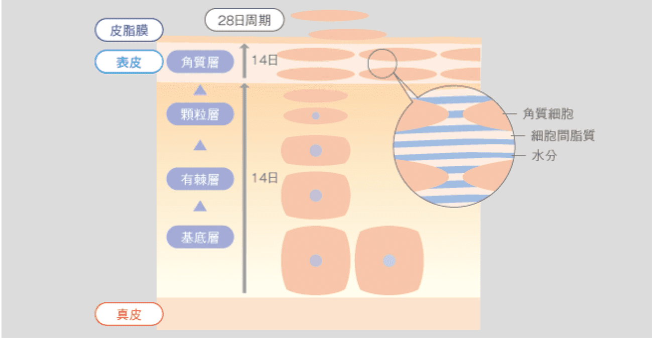 白玉ホワイトピール